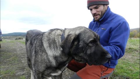 Un perro mastín