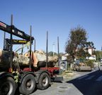 La tala de los �rboles se justifica por el Concello para posibilitar la construcci�n de aceras. 