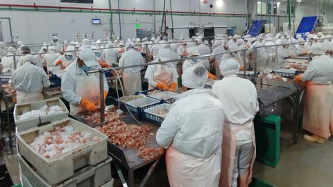 Procesado de langostino en la planta de Greciamar