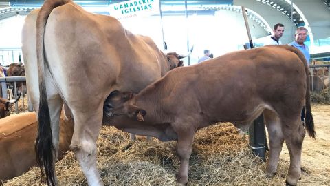 Certamen ganadero de Avil�s