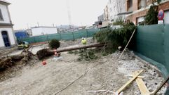 Este rbol fue a caer en la entrada de la unidad asistencial de drogodependencias