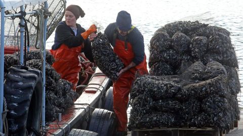 Descarga de mejill�n en Porto Meloxo (O Grove), en diciembre del 2024.
