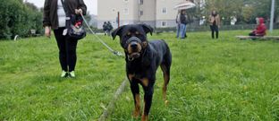 Los perros de razas peligrosas deben pasear siempre como el de la imagen, con bozal y correa. 