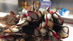 Percebe subastado en el Muro