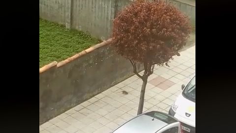Una rata pasa por la calle Men�ndez Pelayo, en una imagen captada recientemente por vecinos de Ciudad Naranco