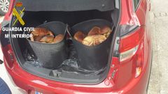 Los dos capachos interceptados por la Guardia Civil en Lorb�