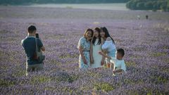 Los campos de lavanda en flor