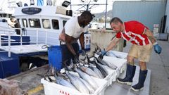 El Gure B�tima, pesquero vasco con base en Bermeo, descarg� este mi�rcoles 2.100 kilos de bonito en la lonja de Burela