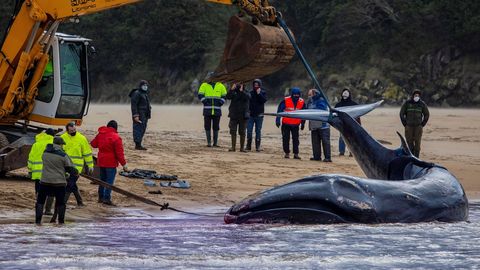 Momento del rescate de la ballena varada en Tapia