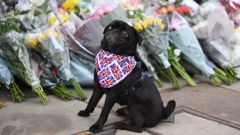 Un perro, con la bandera brit�nica, junto a las flores depositadas ante el palacio real.