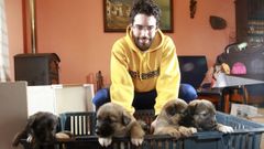 Estos siete cachorros buscan hogar