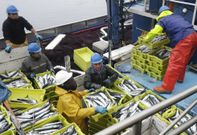 <span lang= es-es >Actividades pesqueras</span>. Las empresas del sector pagar�n un 0,05 % m�s por el IBI que en el 2015 si se acogen a la bonificaci�n del 50 % que el gobierno local ha introducido en la tasa para ellas. 