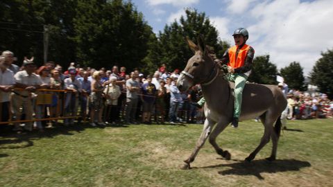En la prueba de este año participaron cerca de cincuenta burros