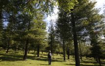 El medio millar de secuoyas del Bosque de Col�n se ubican en las proximidades de la cima del monte Castrove. 