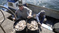 Dos pescadores descargando pulpo en Ribeira a finales de febrero, semanas antes de que Galicia prohibiese capturarlo entre el 1 de abril y el 1 de julio 