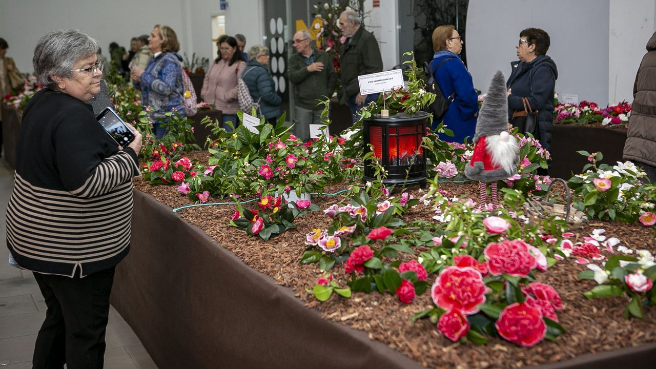 Boiro se transformó en un gran jardín con una nueva exposición de la camelia