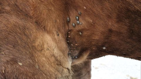 Numerosas garrapatas en la zona de la axila de una vaca de Cangas del Narcea