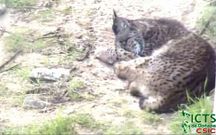 Unha c�mara web de Do�ana proporciona imaxes dos linces