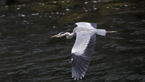 Una garza real sobrevuela el r�o Negro, en Luarca