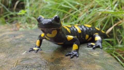 La salamandra com�n, una de las especies en riesgo.