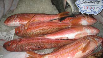 Salmonetes en una pescadera gallega (imagen de archivo)