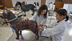 Alumnas de Veterinaria, haciendo prcticas con reproducciones de animales en escala real.