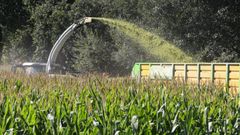 El maz es una de las principales fuentes de alimentacin del ganado vacuno.
