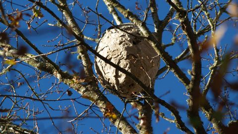 Un nido de velutinas en un �rbol de la parroquia de Ousende, en O Savi�ao