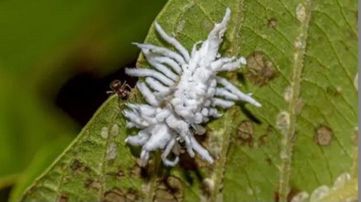 La melaza o cochinilla algodonosa deja una mancha blanca en las plantas