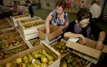 Voluntarias de O Mencer, distribuindo froita despois de recibir unha partida. 