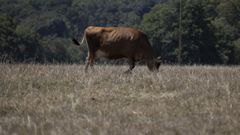 Imagen de archivo de una vaca pastando