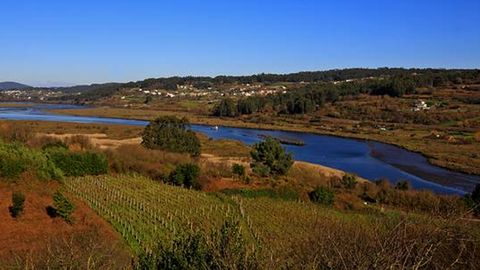 Un manto de juncos y viedos ocupa un estuario que hasta el siglo XVIII era antesala de uno de los grandes puertos de Galicia, por donde se exportaba el vino local para Inglaterra. Hoy es el lugar de importancia comunitaria Betanzos-Mandeo.