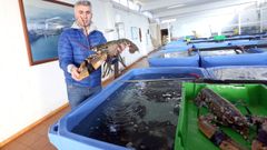 �ngel Mari�o, con los bogavantes de cuatro kilos de peso cada uno en la cet�rea �ngel Mar de Boiro