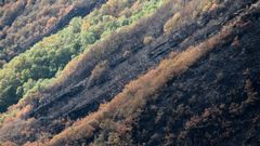 Una semana despu�s del fuego en Cervantes