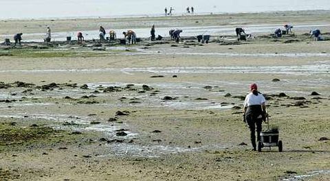Todos los bancos marisqueros de la r�a de Pontevedra est�n ya libres de toxina. En la foto, trabajadoras en la zona de A Seca (Poio). 