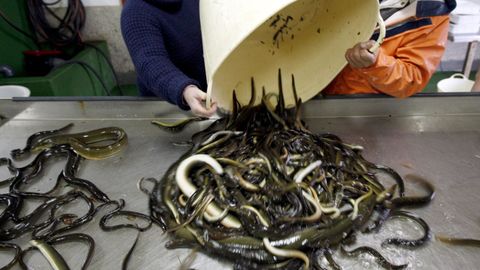 Foto de archivo de anguilas en la lonja de Arcade, donde se venden m�s de la mitad de las que se capturan en Galicia.