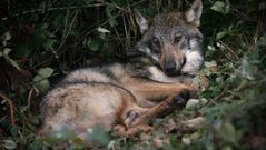 Lobo herido tras ser atropellado en Dozn