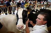 Jos� Luis Fern�ndez, de Ganader�a Fraga, en uno de los concursos morfol�gicos celebrados en Lal�n.