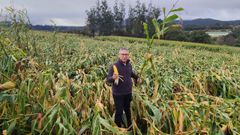 Domnguez asegura que en 30 de las 38 hectreas plantadas, el maz est totalmente tirado.