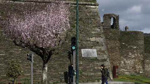 Cerezos japoneses junto a la Muralla de Lugo