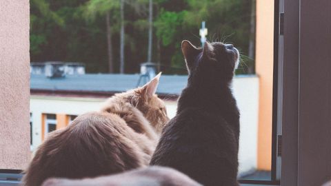 Dos gatos sentados junto a una ventana disfrutando de la vista exterior