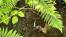 <span lang= gl >O vertido de purn provocou a morte xeneralizada de troitas e peixes no Landro; a imaxe, cedida por Adega, foi tomada nunha das cabeceiras do ro, nas inmediacins da explotacin porcina onde rebentou a balsa dexurro</span>