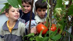 Os tomates de hoxe en d�a te�en un aspecto marabilloso, pero logo non saben tan ben como aparentan