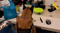 Imagen de la operaci�n �Deg�ello�