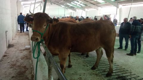 La subasta de este jueves fue la primera de la temporada en Acruga
