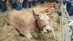 El precio medio de los terneros se ha duplicado en los��ltimos a�os