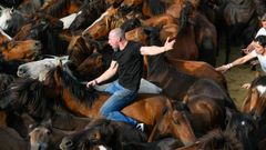 Rapa das Bestas de Sabucedo, en el 2024.