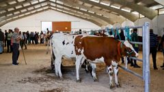 A 35 edici�n do�Certame-Exposici�n de Gando Vac�n en Pedrafita do Cebreiro, en imaxes