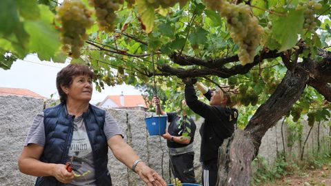 Un grupo de personas vendimiando en una finca en Castrelo (Cambados)