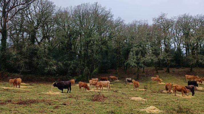 Ganado comiendo el alimento que le trajo su propietario en la Serra do Suido, en A Lama